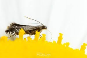 Glyphipterix iocheaera, Glyphipterigidae photographed by Bryce McQuillan