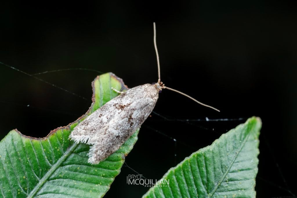 Tingena clarkei, Oecophoridae, photographed in New Zealand by Bryce McQuillan