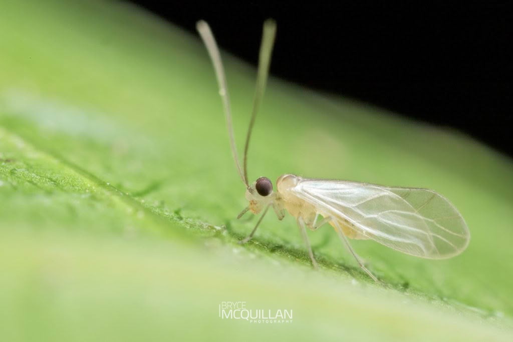 Enderleinella sp, Caeciliusidae, photographed in New Zealand by Bryce McQuillan