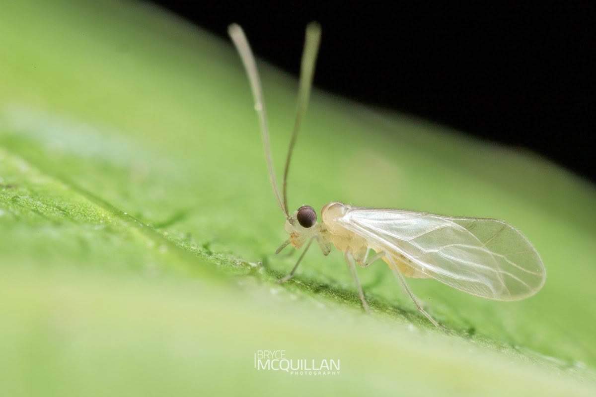 Enderleinella sp, Caeciliusidae, photographed in New Zealand by Bryce McQuillan