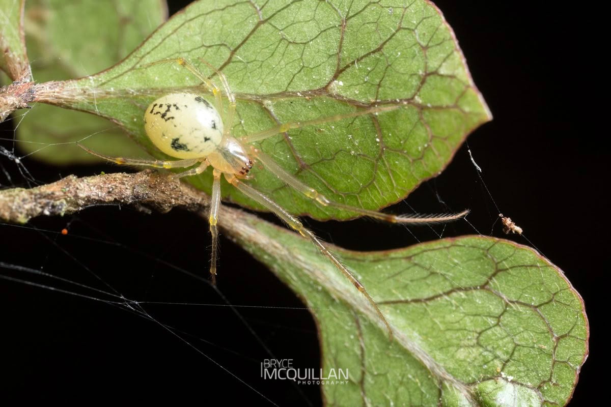 Icona spp, Theridiidae, photographed in New Zealand by Bryce McQuillan