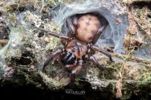 Hexatheles spp, Hexathelidae, photographed in New Zealand by Bryce McQuillan