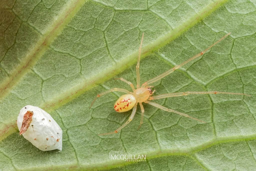 Icona spp, Theridiidae, photographed in New Zealand by Bryce McQuillan