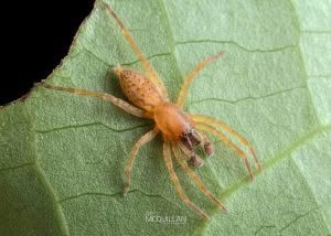 Clubiona convoluta, Clubionidae, photographed in New Zealand by Bryce McQuillan