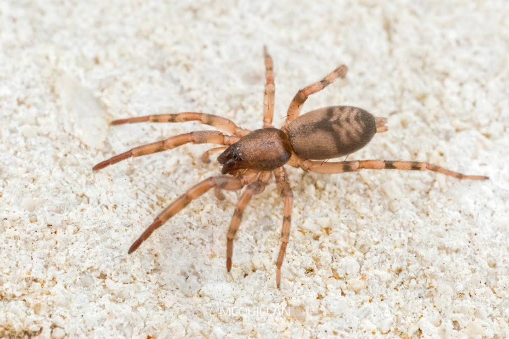 Intruda signata, Gnaphosidae, photographed in New Zealand by Bryce McQuillan