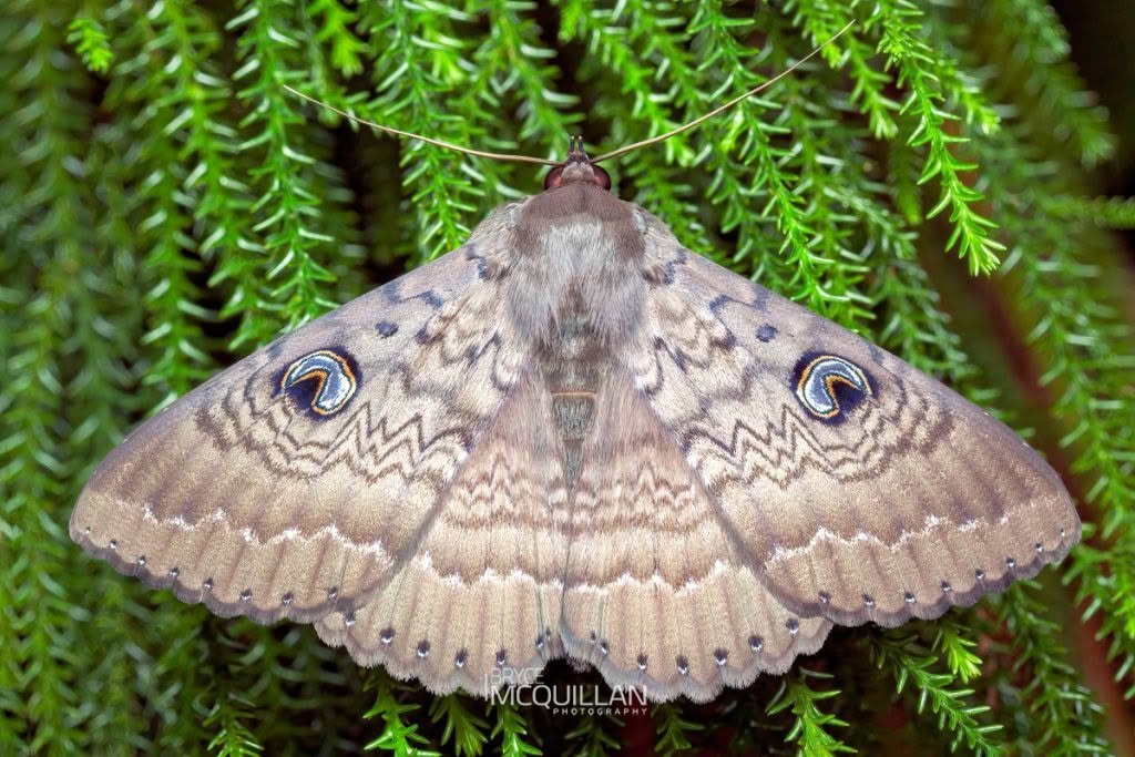 Northern Wattle Moth (Dasypodia cymatodes), Erebidae, photographed in New Zealand by Bryce McQuillan