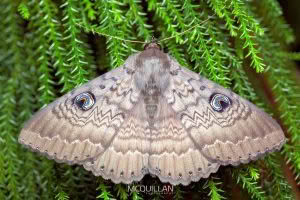Dasypodia cymatodes, Erebidae photographed by Bryce McQuillan