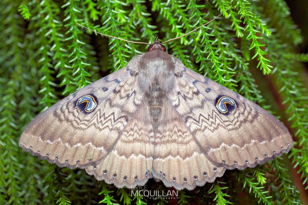Dasypodia cymatodes, Erebidae photographed by Bryce McQuillan