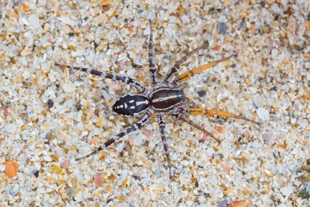 Nyssus coloripes, Corinnidae, photographed in New Zealand by Bryce McQuillan