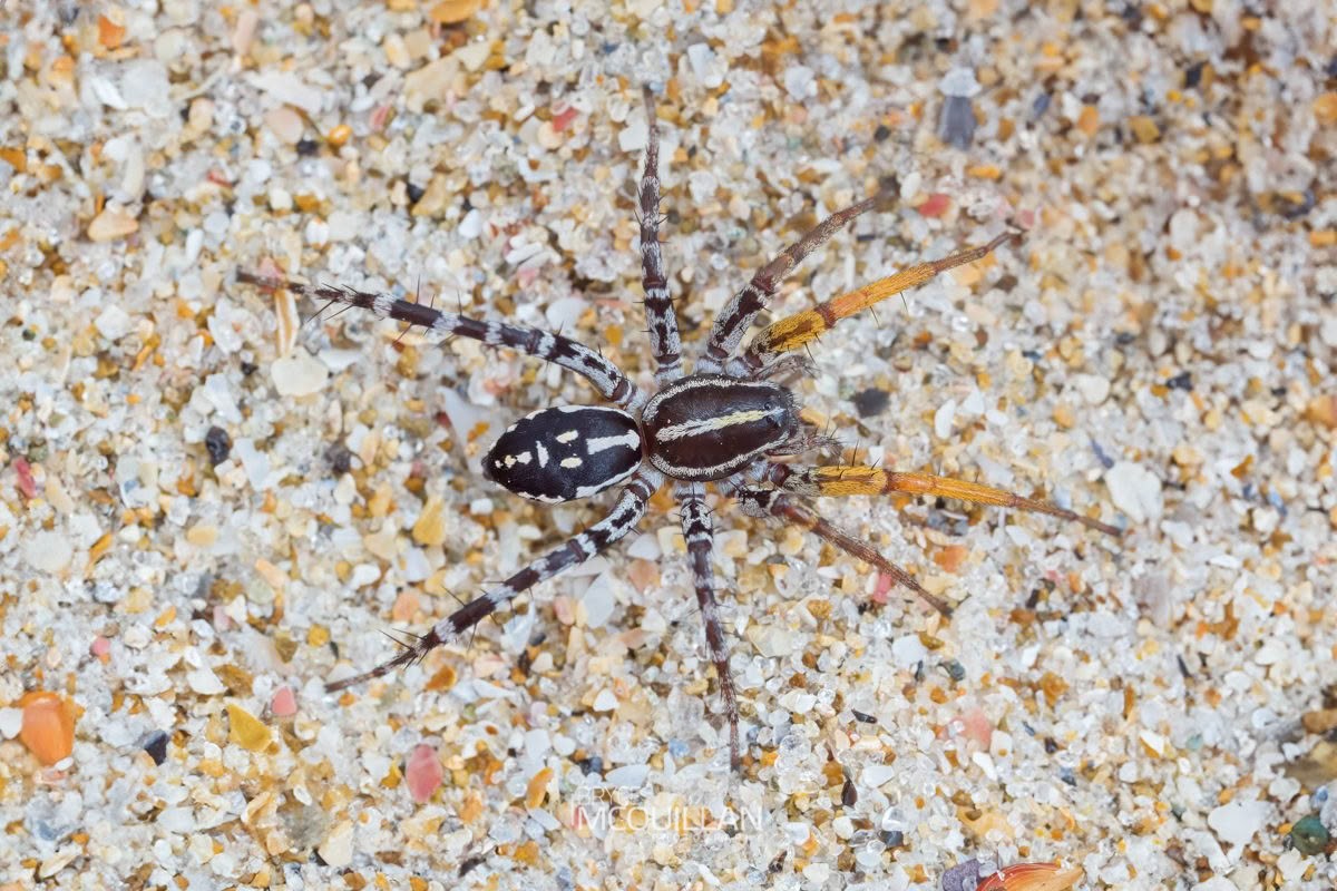 Nyssus coloripes, Corinnidae, photographed in New Zealand by Bryce McQuillan