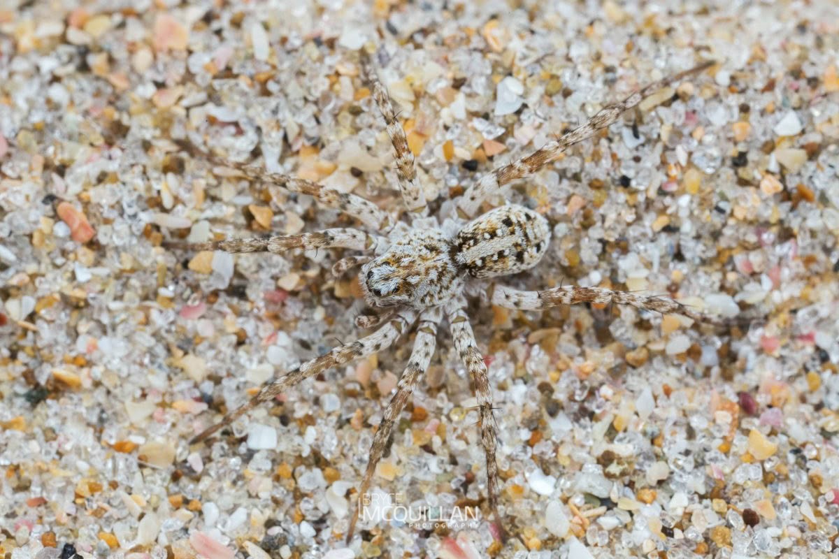 Anoteropsis litoralis, Lycosidae, photographed in New Zealand by Bryce McQuillan