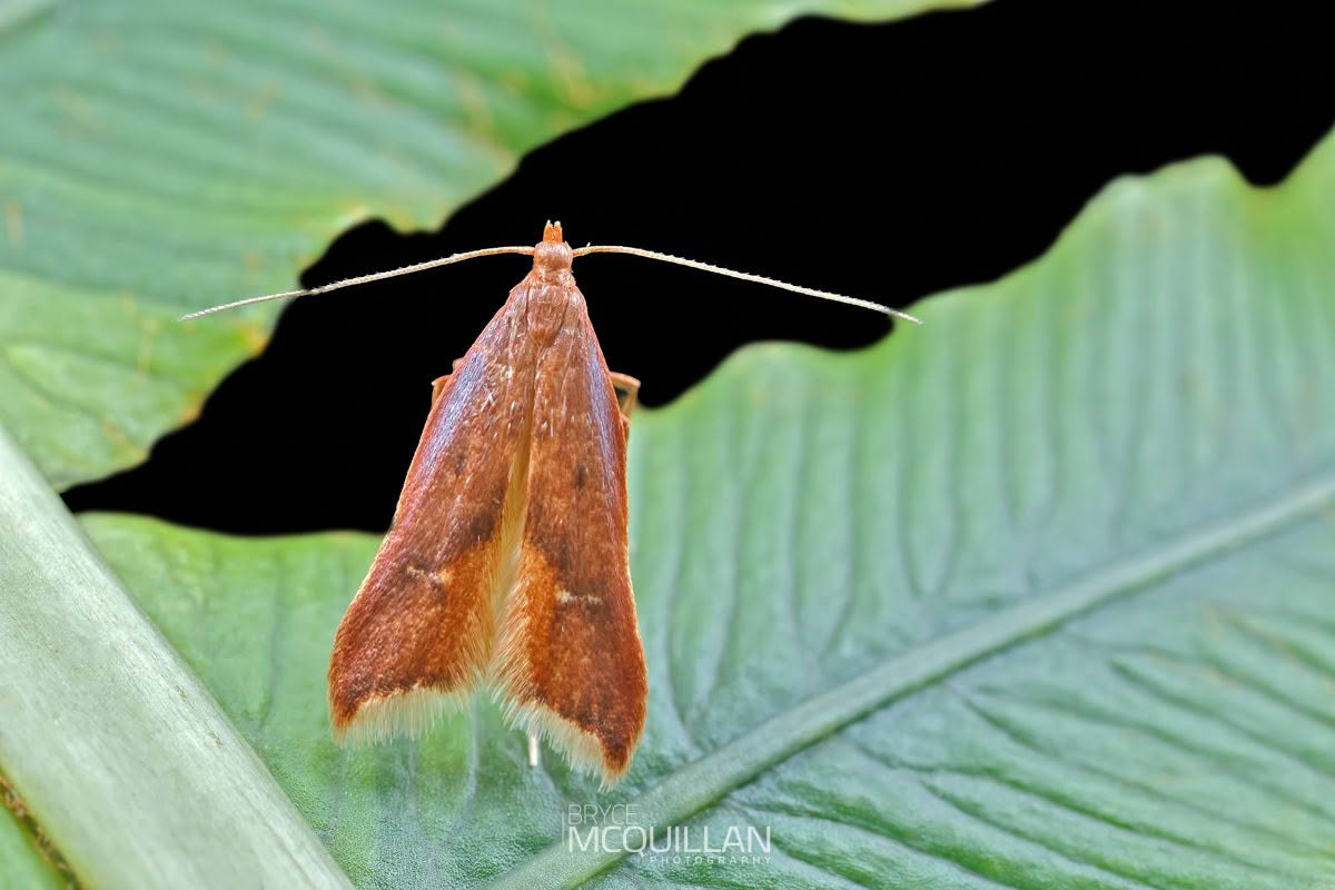 Thambotricha Vates, Epermeniidae, photographed in New Zealand by Bryce McQuillan
