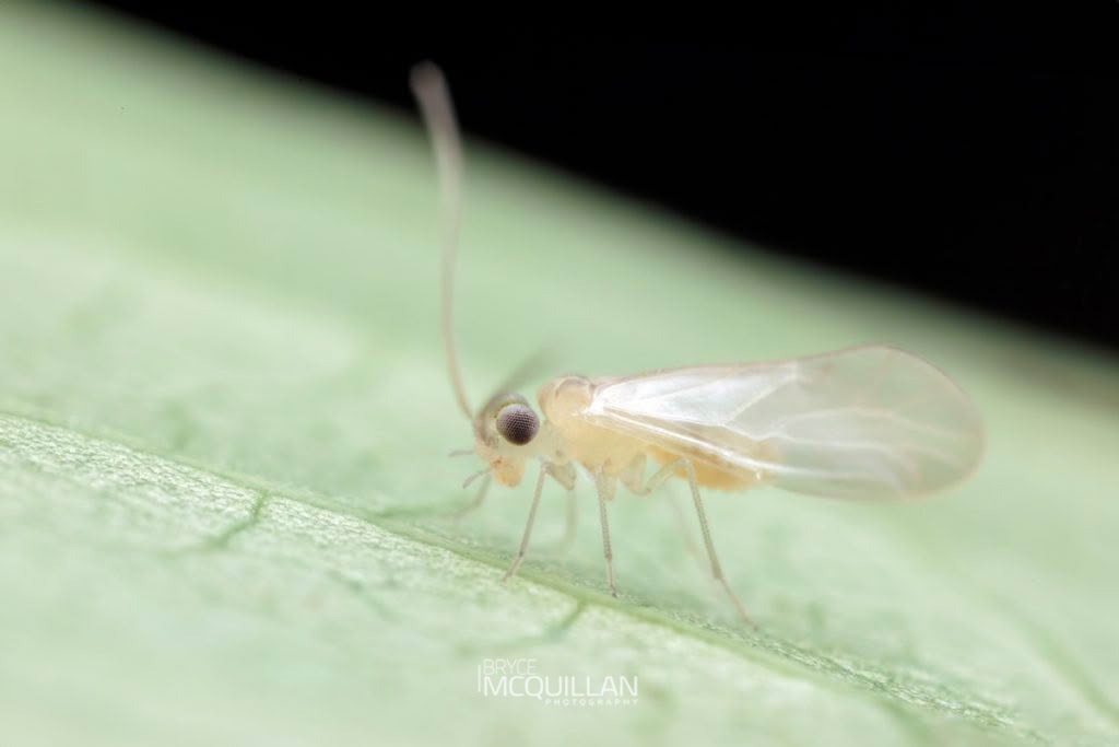 Enderleinella sp, Caeciliusidae, photographed in New Zealand by Bryce McQuillan