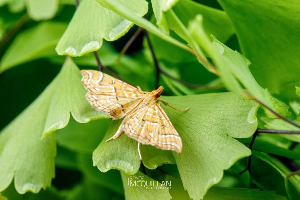 Australian Maidenhair Fern Moth (Musotima ochropteralis), Crambidae, photographed in New Zealand by Bryce McQuillan