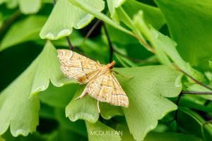 Musotima ochropteralis photographed by Bryce McQuillan