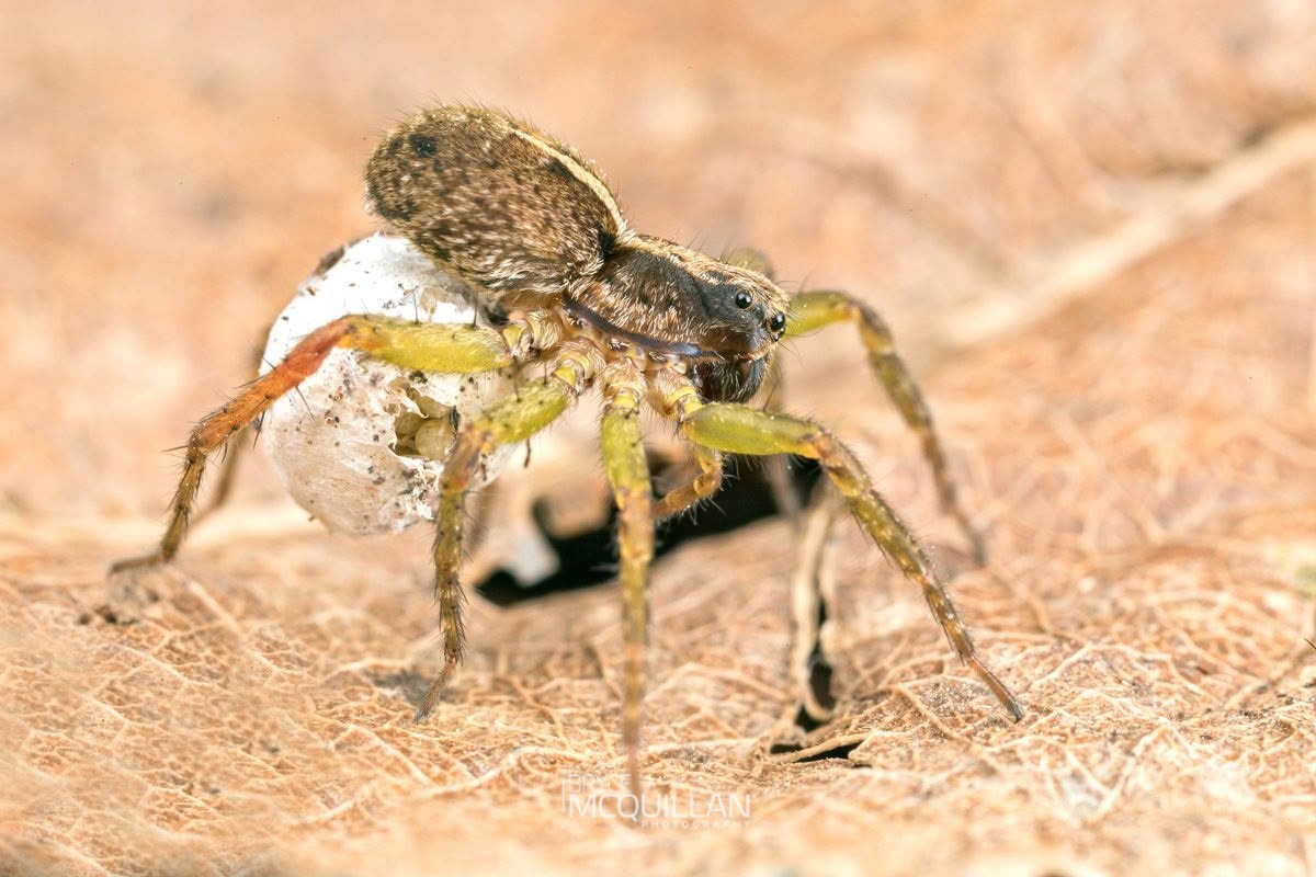 Anoteropsis hilaris, Lycosidae, photographed in New Zealand by Bryce McQuillan