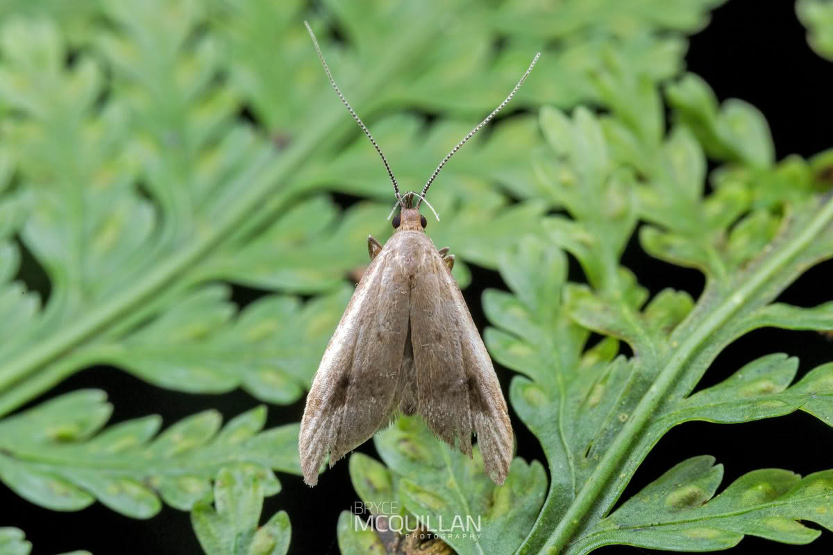 Gymnobathra hyetodes, Xyloryctidae, photographed in New Zealand by Bryce McQuillan
