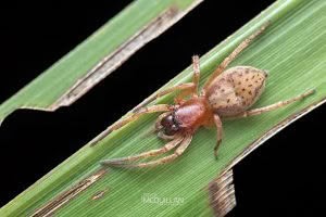 Clubiona pecularis, Clubionidae, photographed in New Zealand by Bryce McQuillan