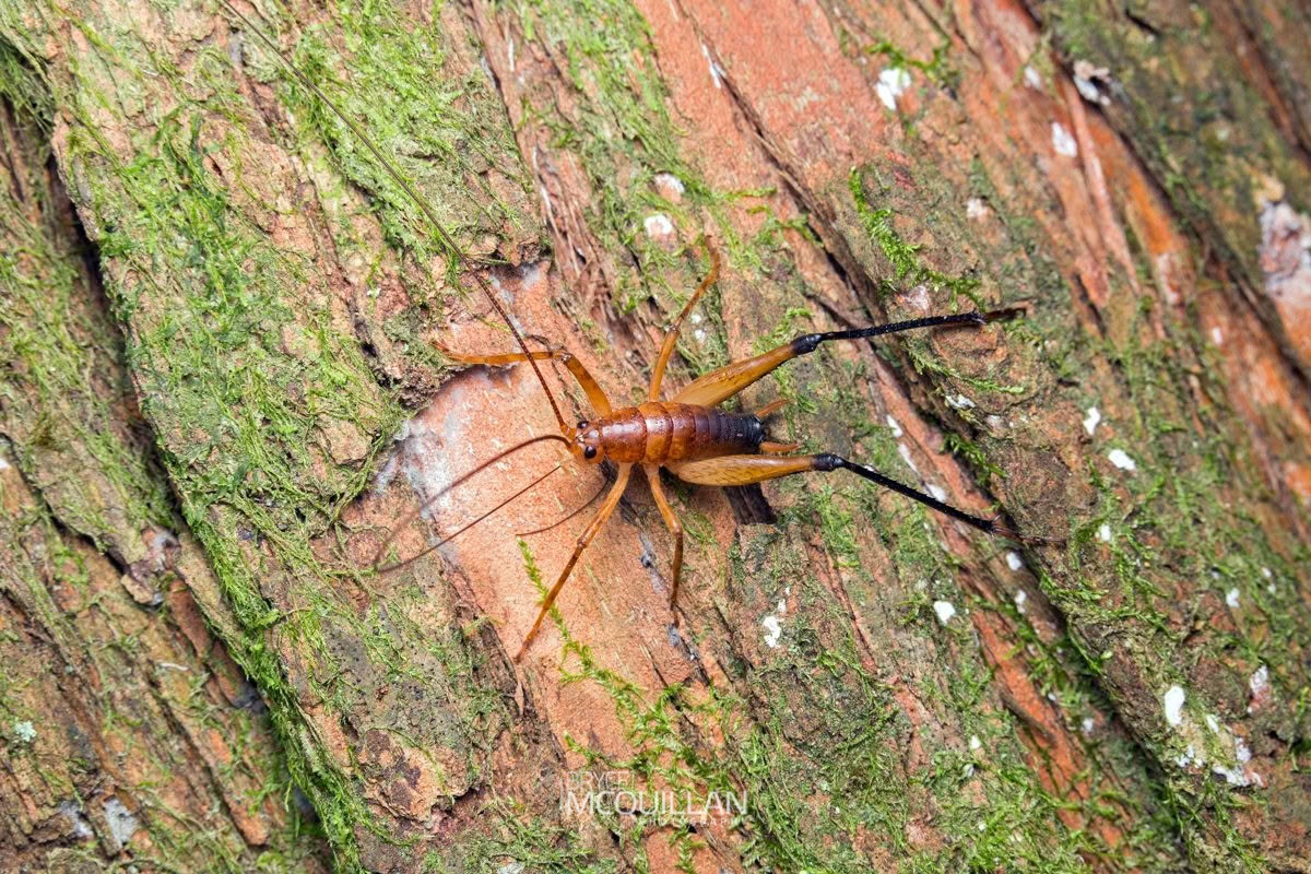 Auckland Tree Weta (Neonetus spp), Rhaphidophoridae, photographed in New Zealand by Bryce McQuillan