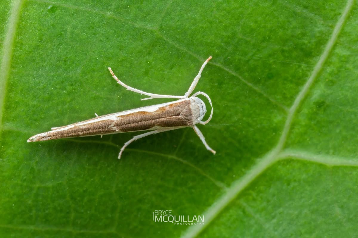 Titoki Moth (Vanicela disjunctella), Roeslerstammiidae, photographed in New Zealand by Bryce McQuillan