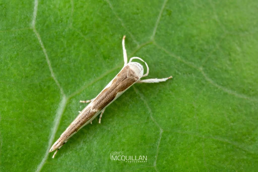 Titoki Moth (Vanicela disjunctella), Roeslerstammiidae, photographed in New Zealand by Bryce McQuillan