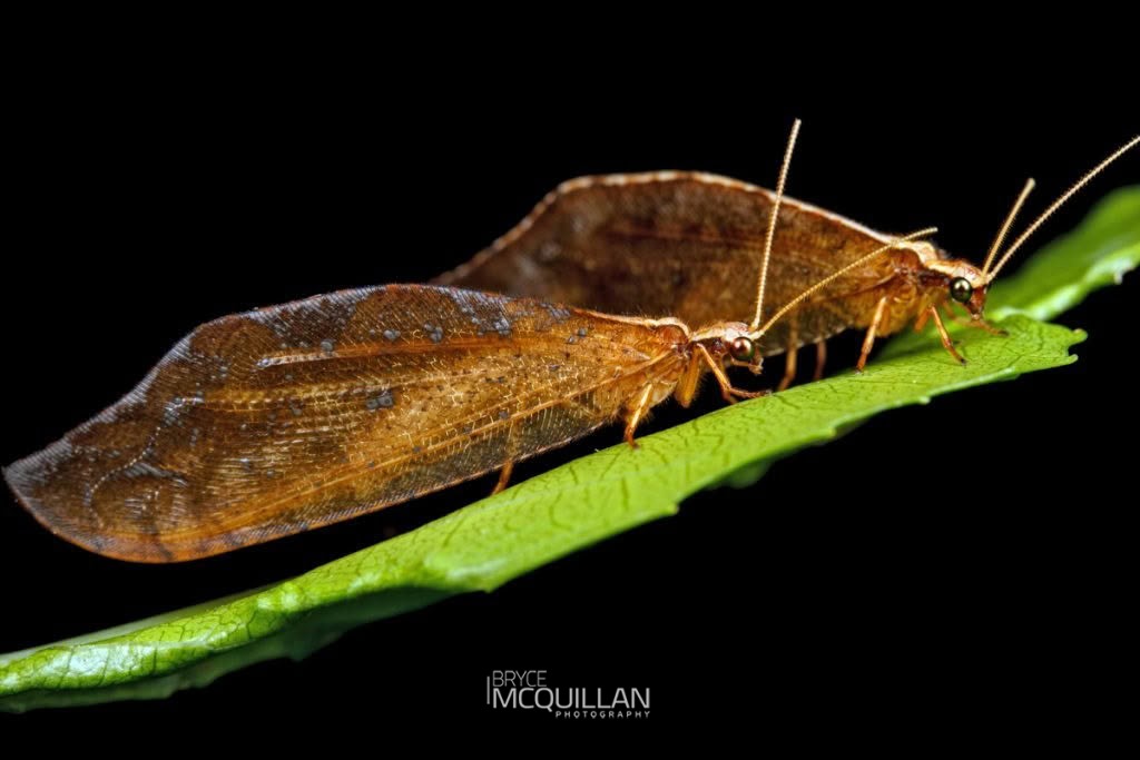 Kempynus incisus, Osmylidae, photographed in New Zealand by Bryce McQuillan