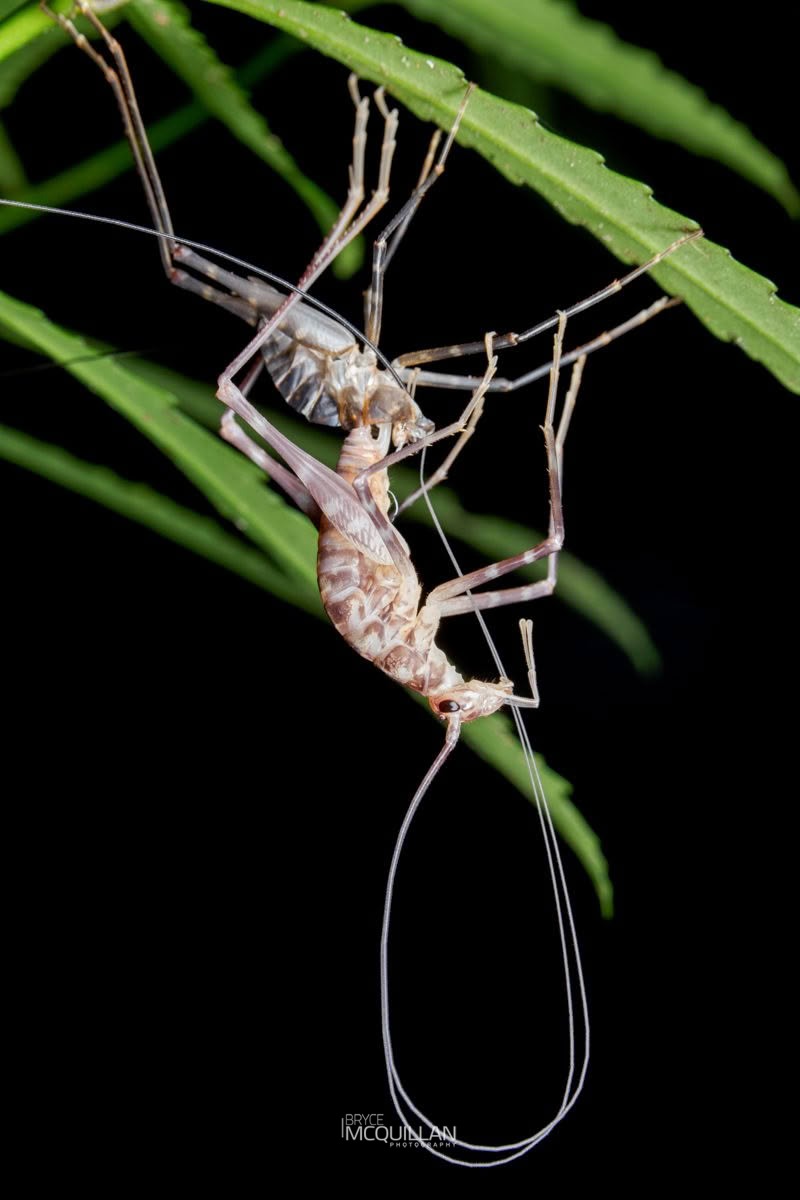 Pachyrhamma cavernae, Rhaphidophoridae, photographed in New Zealand by Bryce McQuillan