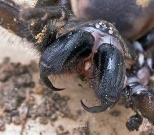 Hexathele sp, Hexathelidae, photographed in New Zealand by Bryce McQuillan