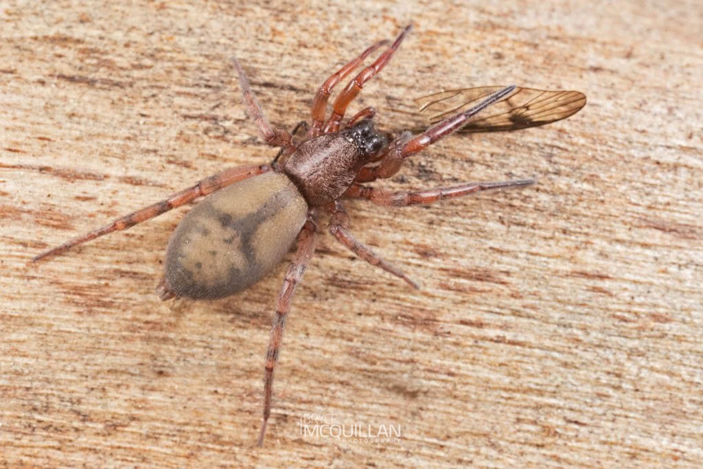 Intruda signata, Gnaphosidae, photographed in New Zealand by Bryce McQuillan