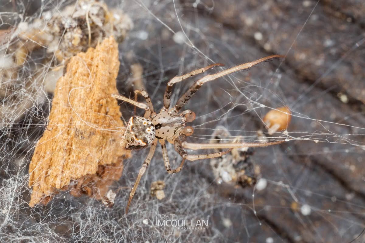 Mount Hartley Pirate Spider (Australomimetus hartleyensis), Mimetidae, photographed in New Zealand by Bryce McQuillan