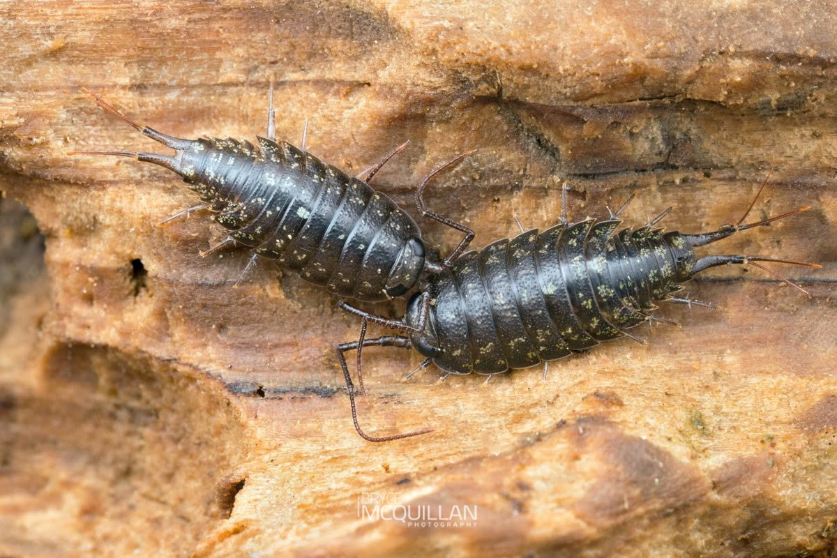 Ligia novizealandiae, Ligiidae, photographed in New Zealand by Bryce McQuillan