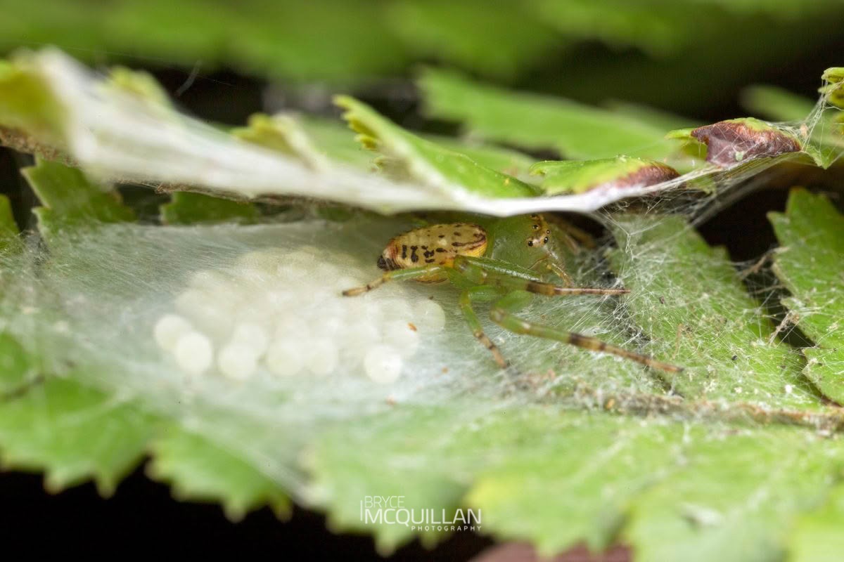 Diaea sp, Thomisidae, photographed in New Zealand by Bryce McQuillan