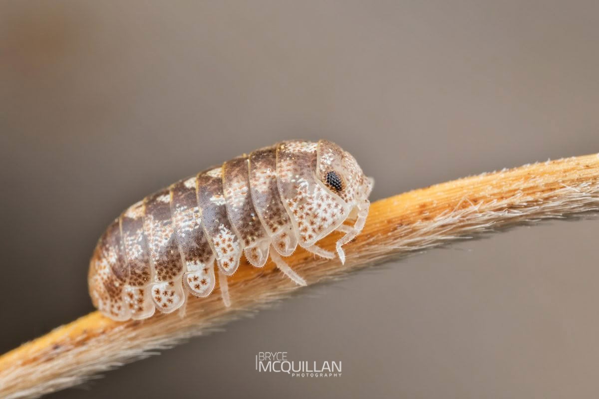 New Zealand Calloused Beach Pillbug (Tylos neozelanicus), Tylidae, photographed in New Zealand by Bryce McQuillan