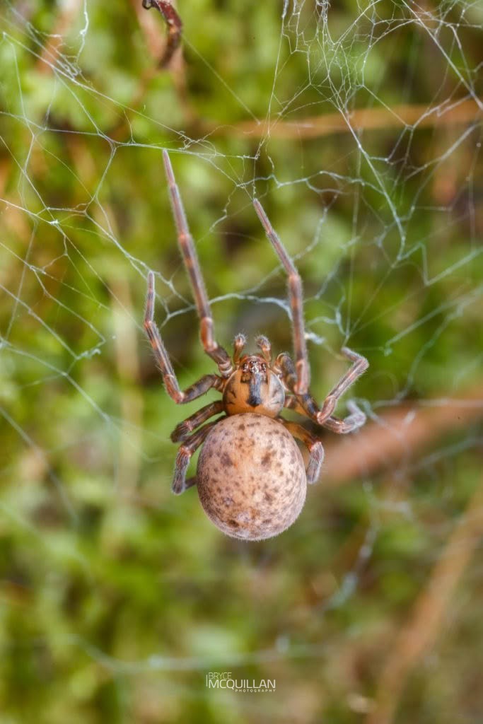 Megadictyna thilenii, Megadictynidae, photographed in New Zealand by Bryce McQuillan