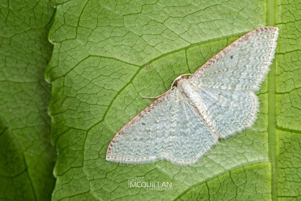 Native cranberry moth (Poecilasthena pulchraria), Geometridae, photographed in New Zealand by Bryce McQuillan