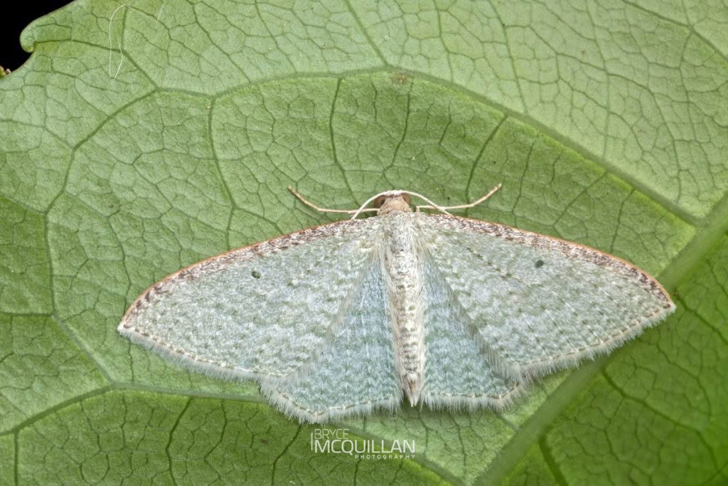 Native cranberry moth (Poecilasthena pulchraria), Geometridae, photographed in New Zealand by Bryce McQuillan