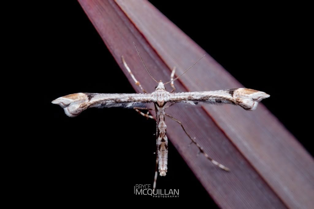 Common Hebe plume moth (Amblyptilia falcatalis), Pterophoridae, photographed in New Zealand by Bryce McQuillan