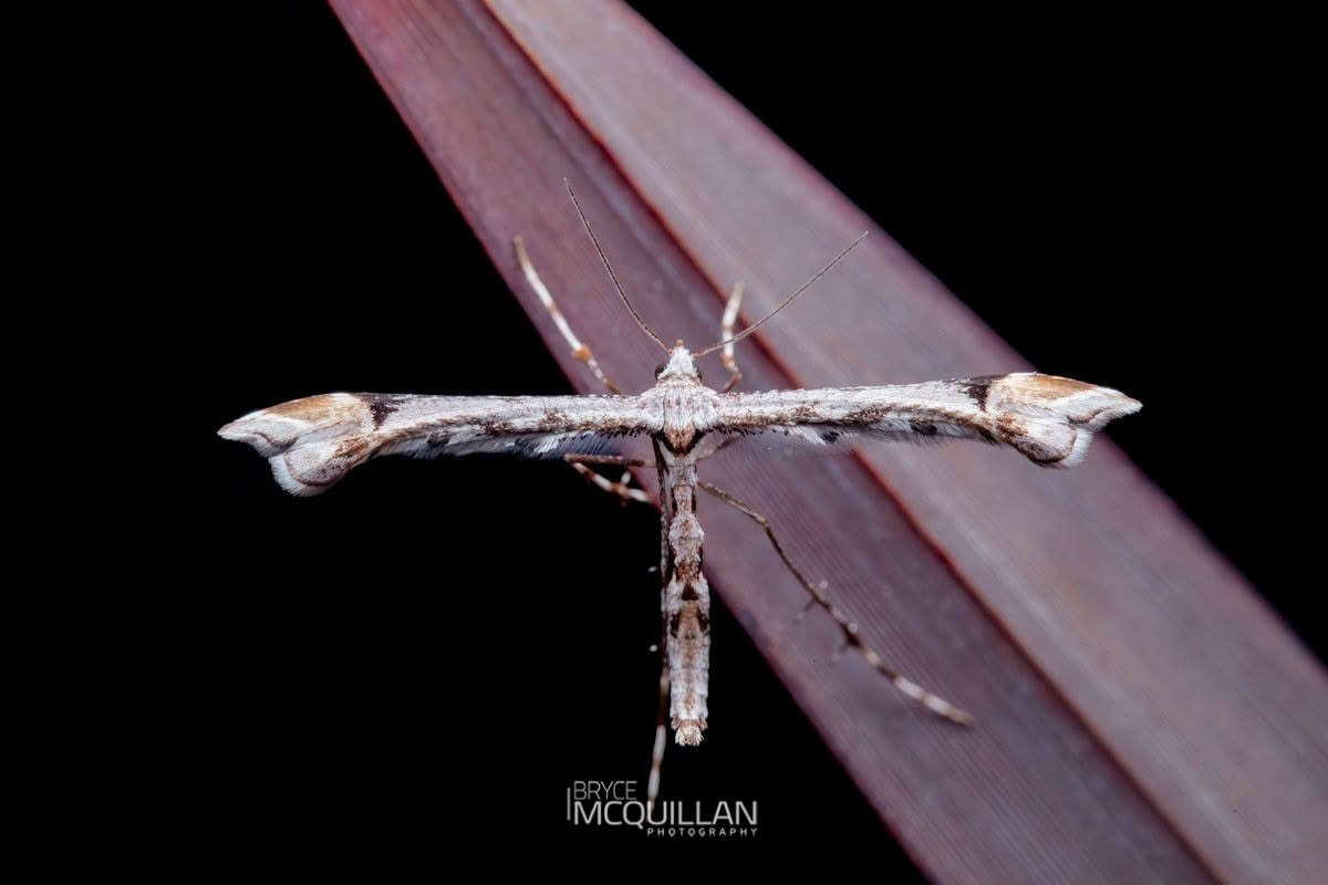 Common Hebe plume moth (Amblyptilia falcatalis), Pterophoridae, photographed in New Zealand by Bryce McQuillan
