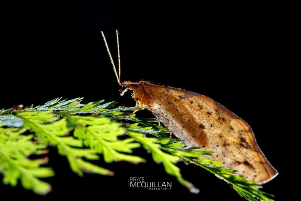 Kempynus incisus, Osmylidae, photographed in New Zealand by Bryce McQuillan