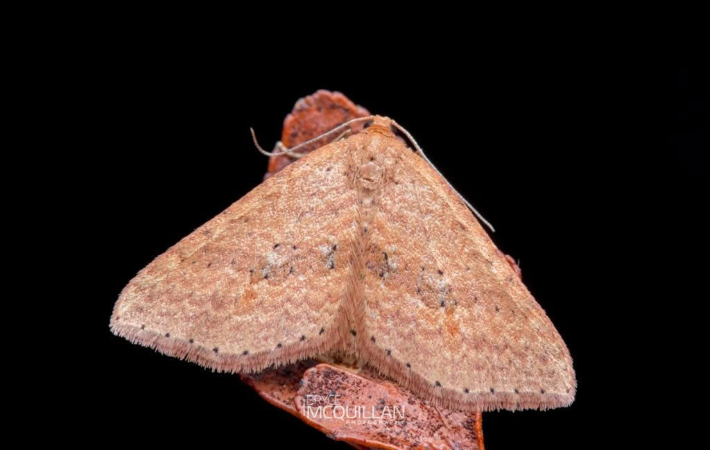 Red-spotted delicate (Epicyme rubropunctaria), Geometridae, photographed in New Zealand by Bryce McQuillan