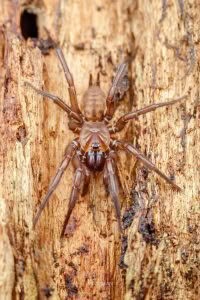 Hexatheles spp, Hexathelidae, photographed in New Zealand by Bryce McQuillan
