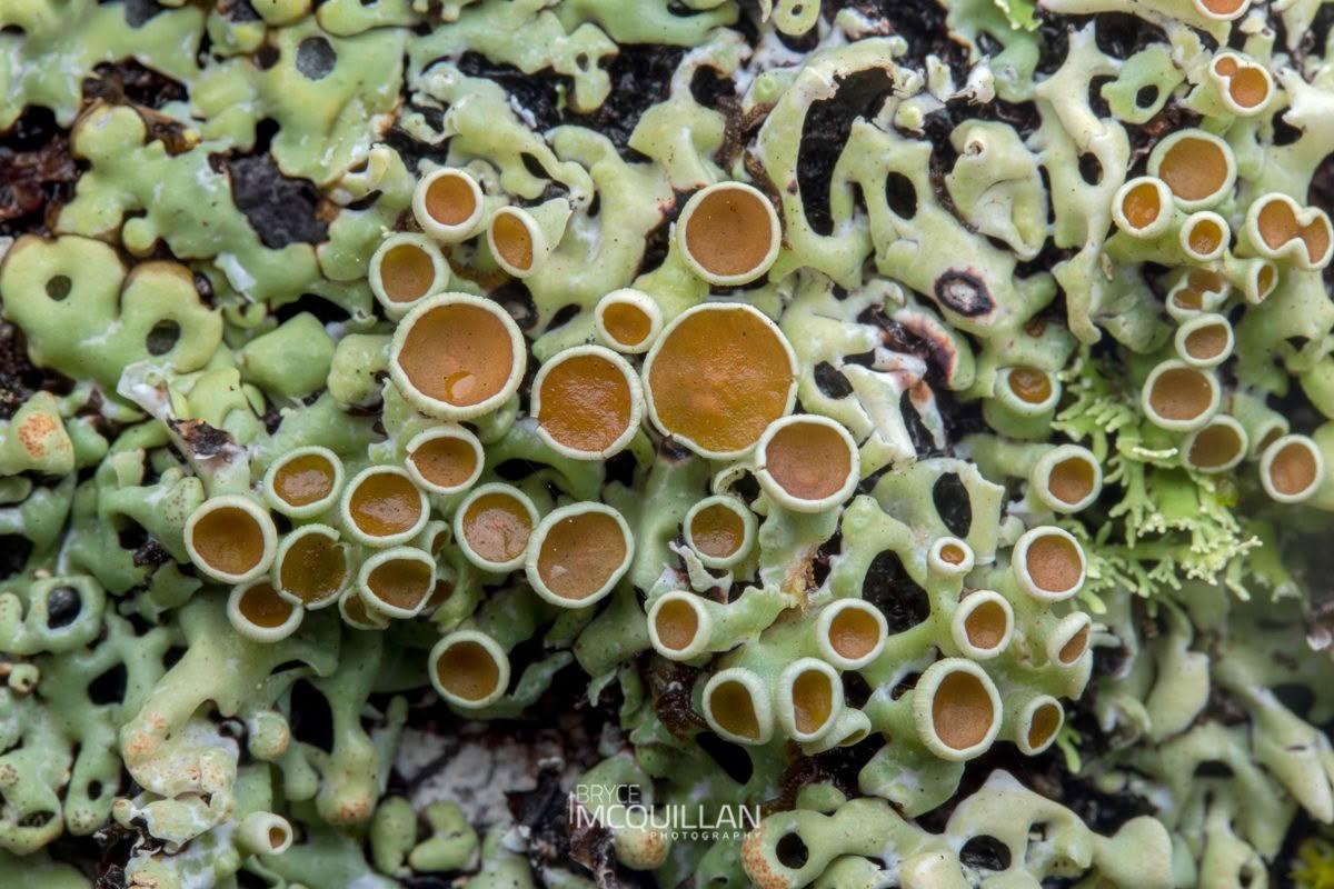 Menegazzia spp, Parmeliaceae, photographed in New Zealand by Bryce McQuillan