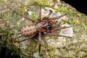 Hexatheles spp, Hexathelidae, photographed in New Zealand by Bryce McQuillan