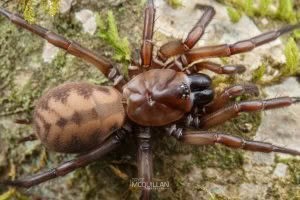 Hexatheles spp, Hexathelidae, photographed in New Zealand by Bryce McQuillan