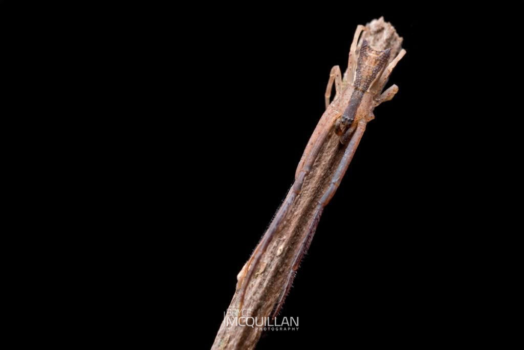 Long-legged Crab Spider (Sidymella longipes), Thomisidae, photographed in New Zealand by Bryce McQuillan