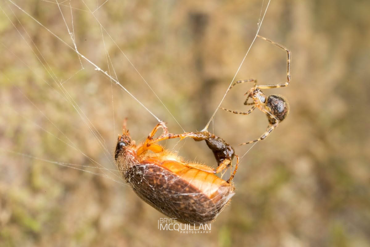 Cryptachaea veruculata, Theridiidae, photographed in New Zealand by Bryce McQuillan