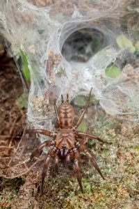 Hexatheles spp, Hexathelidae, photographed in New Zealand by Bryce McQuillan
