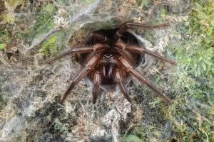 Hexatheles spp, Hexathelidae, photographed in New Zealand by Bryce McQuillan