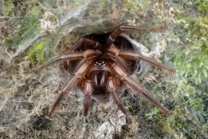 Hexatheles spp, Hexathelidae, photographed in New Zealand by Bryce McQuillan