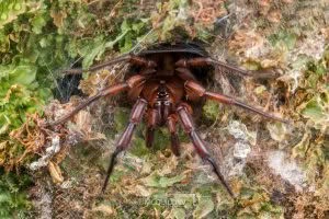 Hexatheles spp, Hexathelidae, photographed in New Zealand by Bryce McQuillan